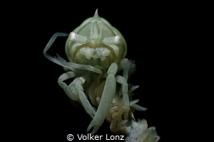 shrimp on coral – face to face by Volker Lonz 